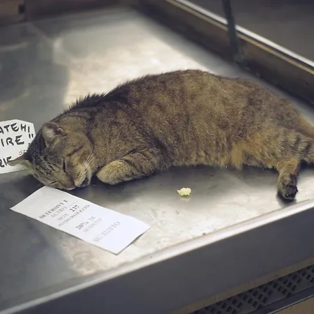 Anita サンタ・マルゲリータ・リグレ